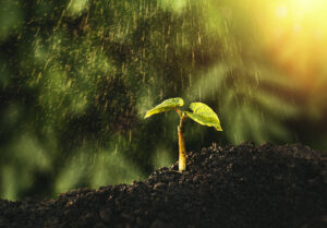 Bild ist dekoratives Designobjekt im Hintergrund. Es zeigt einen jungen Pflanztrieb im Regen und Sonnenschein, als Symbol für neu gegründete Unternehmungen.